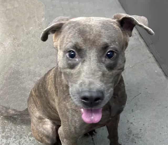 Photo of Oso, adoptable dog