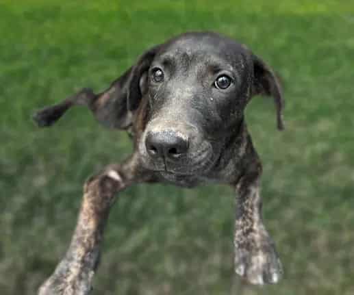 Photo of Bambi, adoptable dog