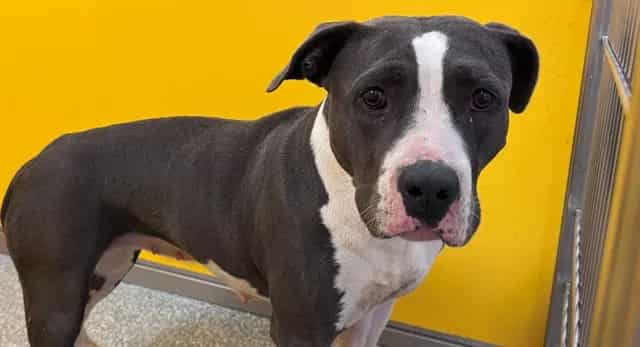 Photo of Baby, adoptable dog