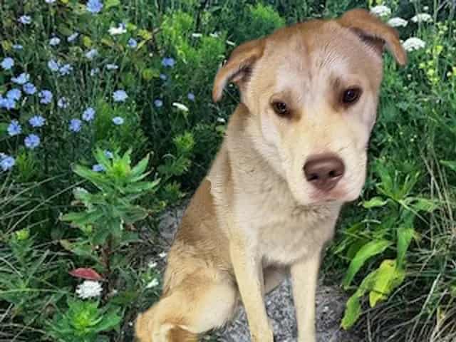 Photo of Mack, adoptable dog
