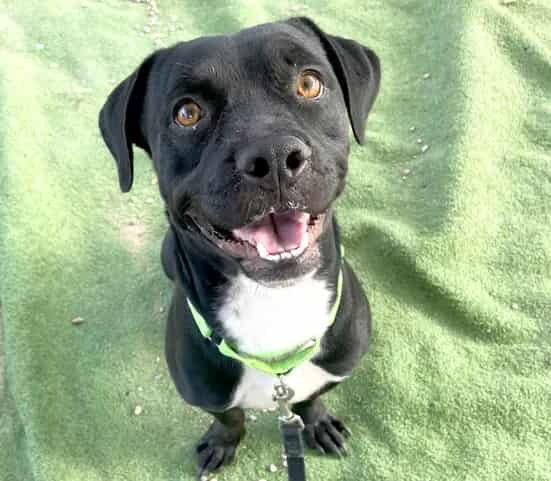 Photo of King, adoptable dog