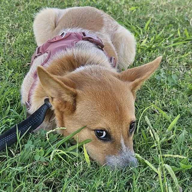 Photo of Norman, adoptable dog
