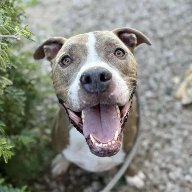 Photo of Roscoe, adoptable dog