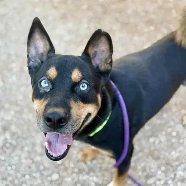 Photo of Edward, adoptable dog