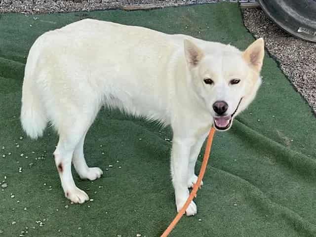 Photo of Mina, adoptable dog