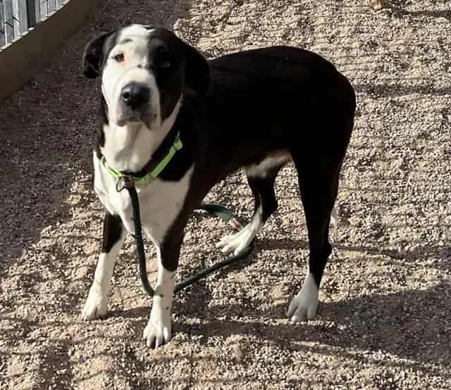 Photo of Maggie, adoptable dog