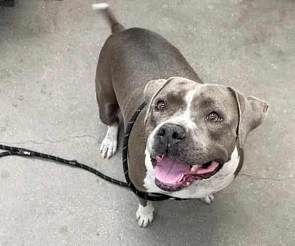 Photo of Olga, adoptable dog