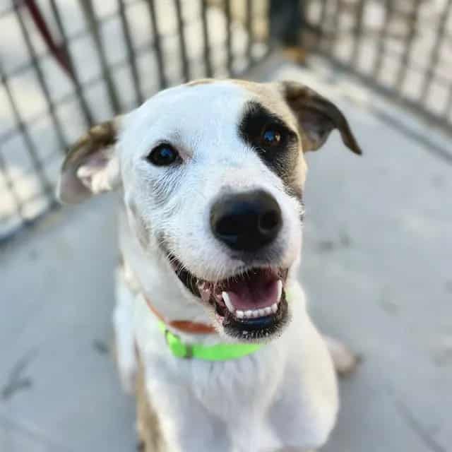 Photo of Luna, adoptable dog