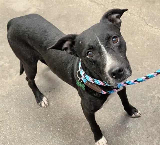 Photo of Bravo, adoptable dog
