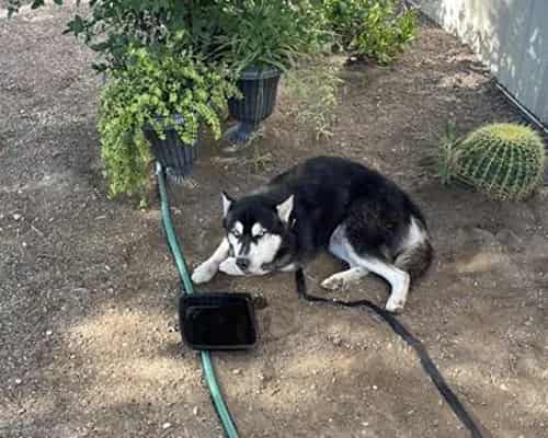 Photo of Dionte, adoptable dog