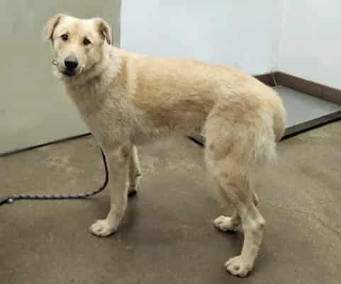 Photo of Fred, adoptable dog
