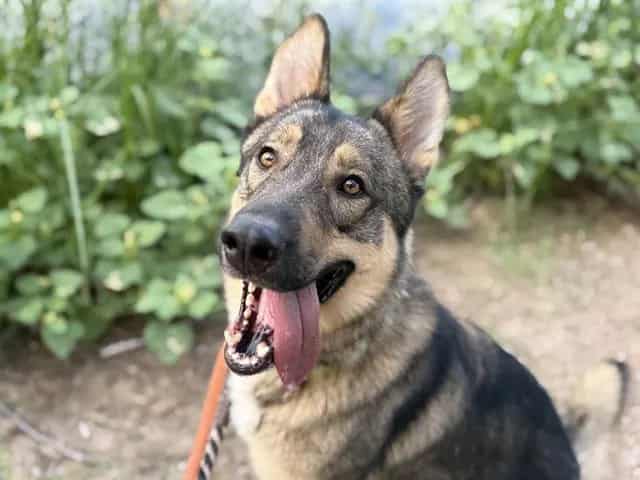 Photo of Kiwi, adoptable dog