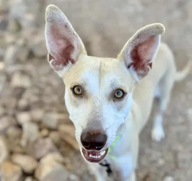 Photo of Maxwell, adoptable dog