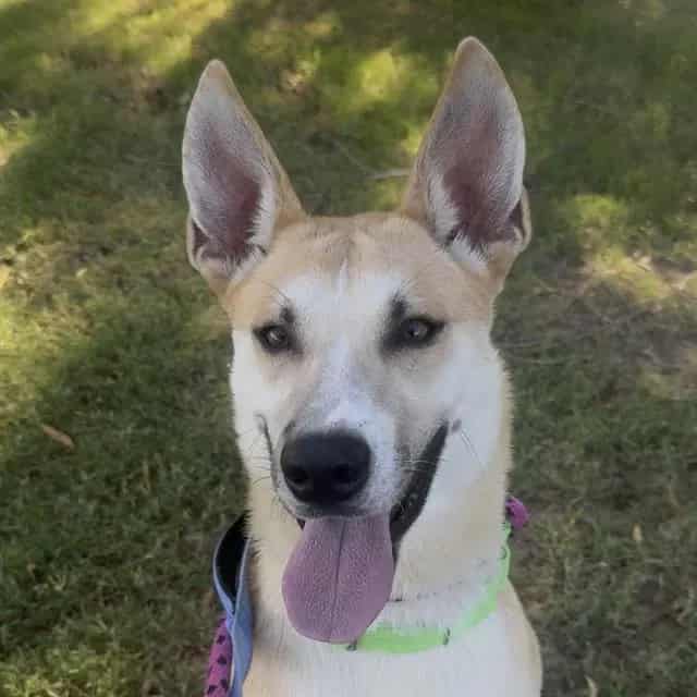 Photo of Atlas, adoptable dog