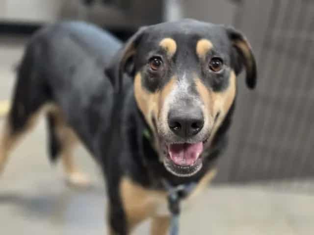 Photo of Monsoon, adoptable dog