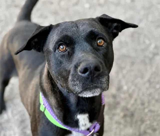 Photo of Lafayette, adoptable dog