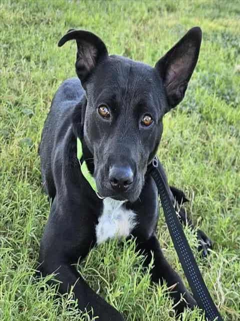 Photo of Caroline, adoptable dog