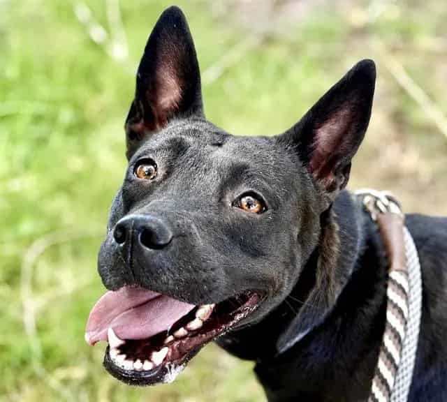 Photo of Fudge, adoptable dog
