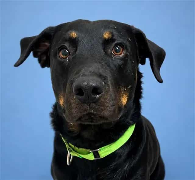 Photo of Kevin, adoptable dog