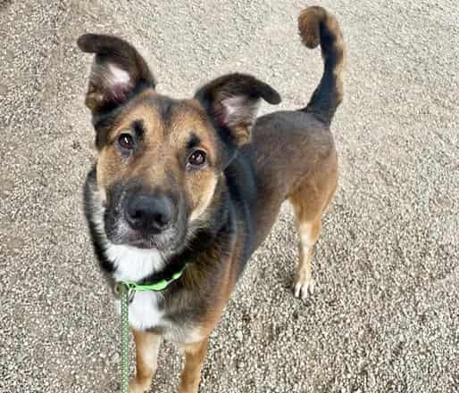Photo of Rojo, adoptable dog