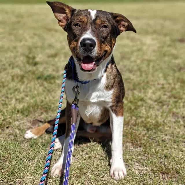 Photo of Milo, adoptable dog