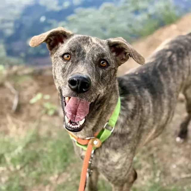 Photo of Buddy, adoptable dog