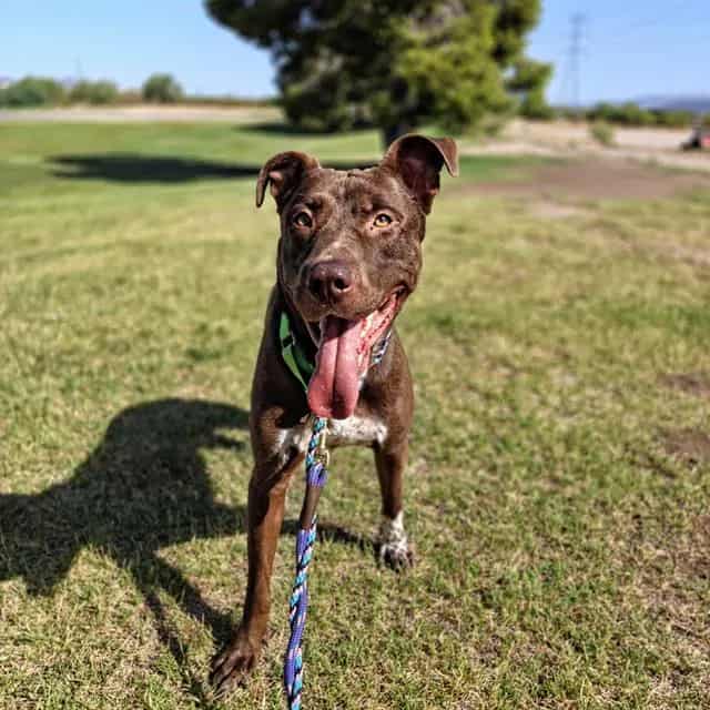 Photo of Dune, adoptable dog