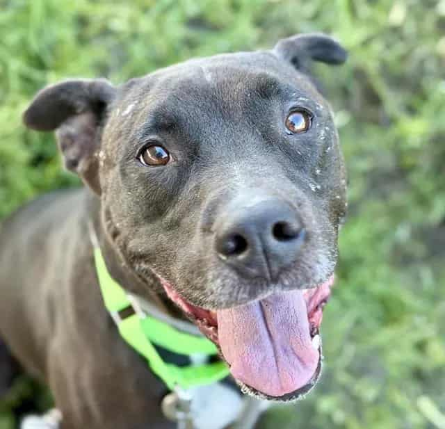 Photo of Chico, adoptable dog