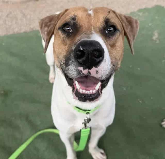 Photo of Alan, adoptable dog