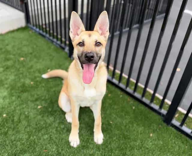 Photo of Holly, adoptable German Shepherd Dog