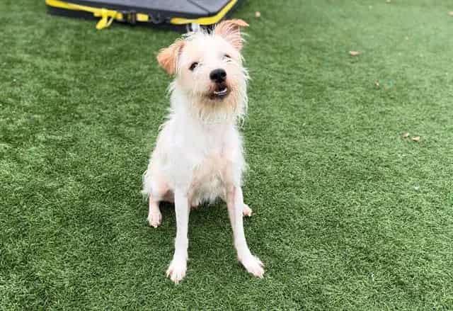 Photo of Barkley, adoptable Cairn Terrier and Poodle - Standard