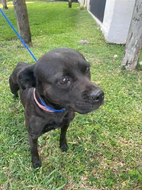 Photo of Luna, adoptable Terrier mix in Miami, Florida