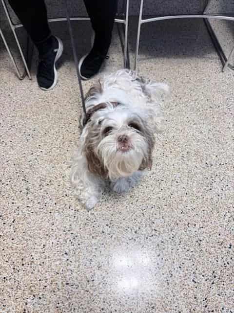 Photo of Bruno, adoptable Shih Tzu in Miami, Florida