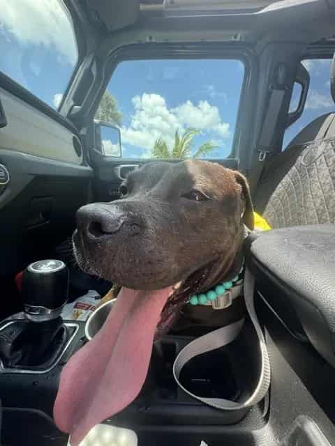 Photo of Chris, adoptable Terrier in Miami, Florida