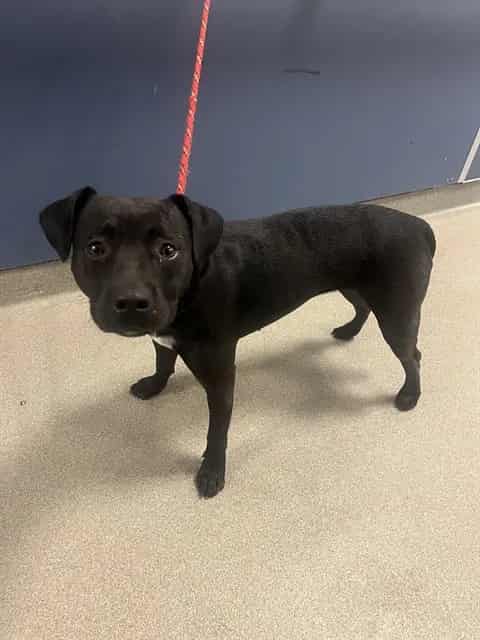 Photo of Sally, adoptable Terrier mix in Miami, Florida