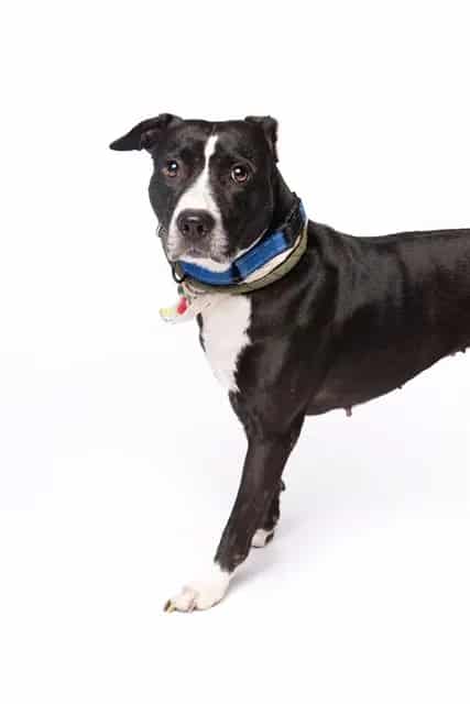 Photo of Silvia, adoptable Terrier mix in Miami, Florida