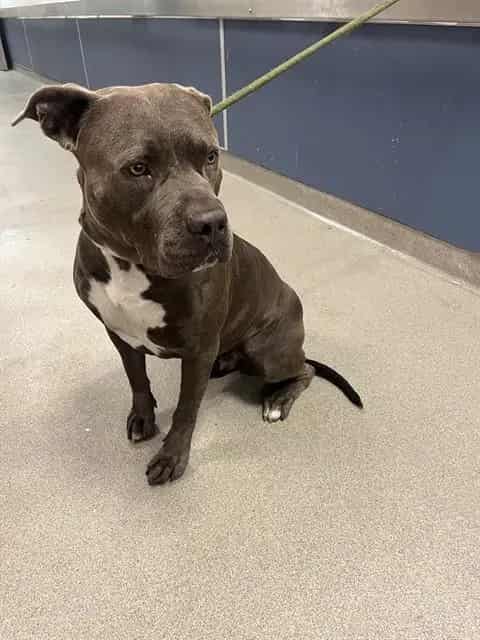 Photo of Snuggles, adoptable Terrier mix in Miami, Florida