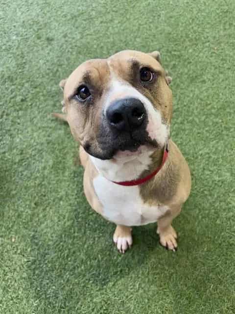 Photo of Ronaldo, adoptable Terrier mix in Miami, Florida