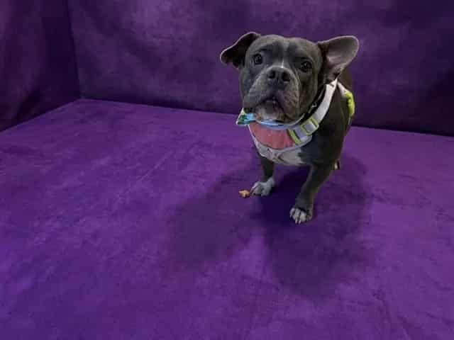 Photo of Misty, adoptable Bulldog mix in Miami, Florida