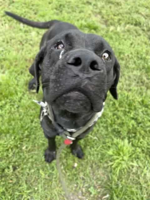 Photo of Willow, adoptable Labrador Retriever mix in Miami, Florida
