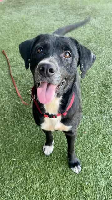 Photo of Stacy, adoptable Labrador Retriever mix in Miami, Florida