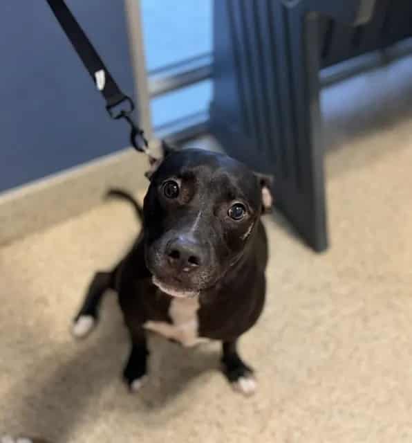 Photo of Oreo, adoptable Terrier mix in Miami, Florida