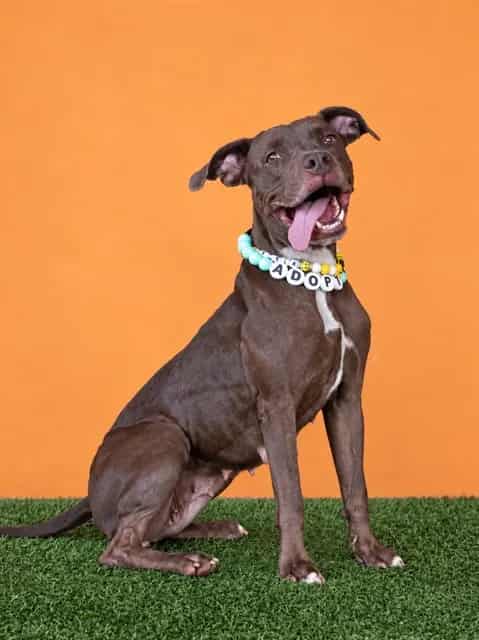 Photo of Canela, adoptable Terrier mix in Miami, Florida