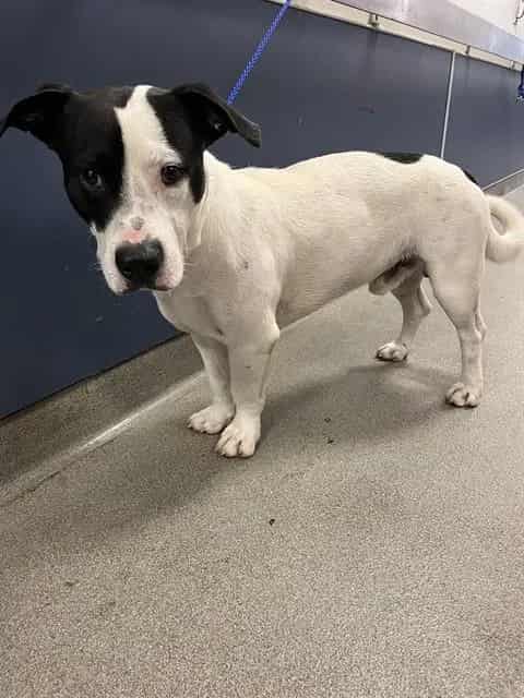Photo of Panda, adoptable Terrier mix in Miami, Florida