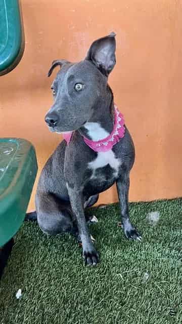 Photo of Martha, adoptable Terrier mix in Miami, Florida