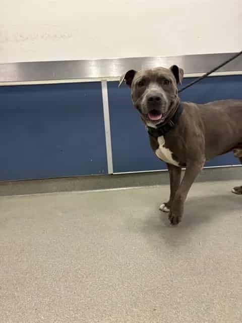Photo of Bluey, adoptable Pit Bull Terrier in Miami, Florida