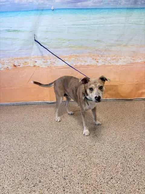 Photo of Tara, adoptable Terrier in Miami, Florida