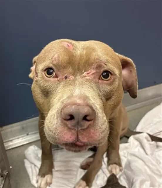 Photo of Bruno, adoptable American Bulldog in Miami, Florida
