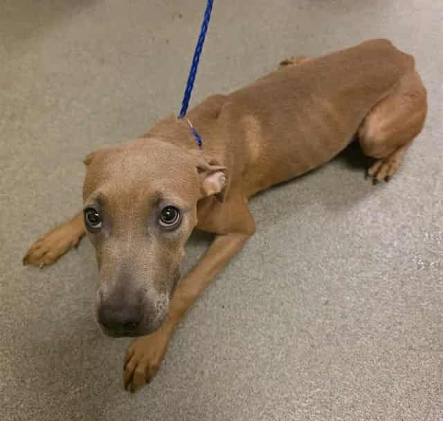 Photo of Ash, adoptable Terrier mix in Miami, Florida