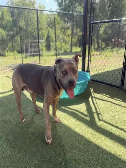 Photo of Simba, adoptable American Bulldog mix in Miami, Florida